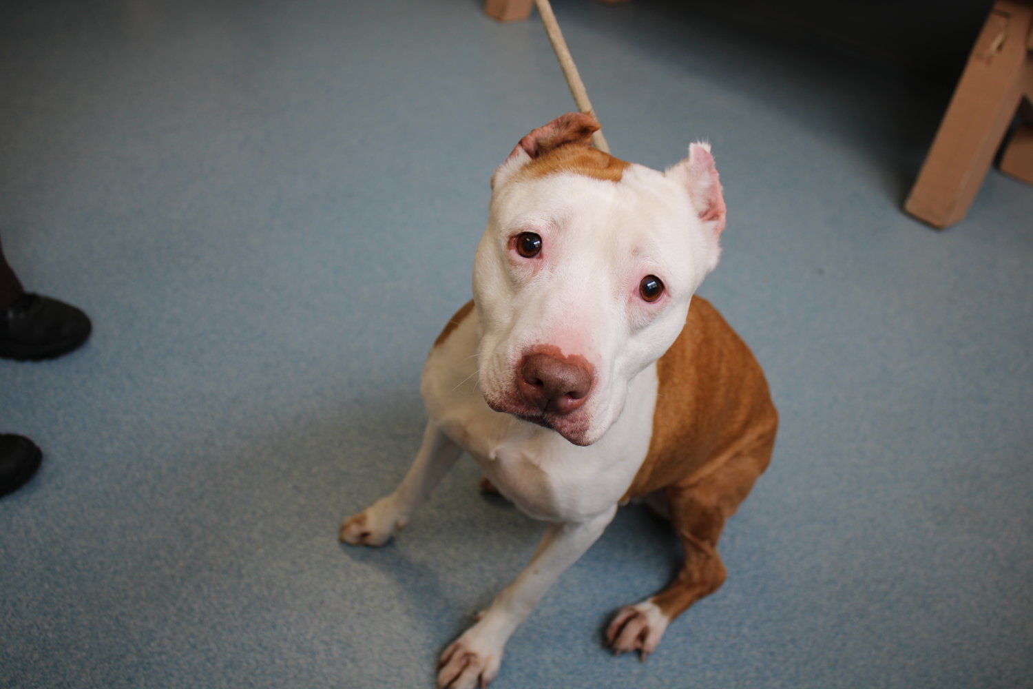 Pit bull-mix Sadie was up for adoption at the Islip Animal Shelter last month.